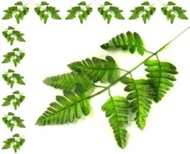 paproc-lisc-paproci-green-liscie-12-szt