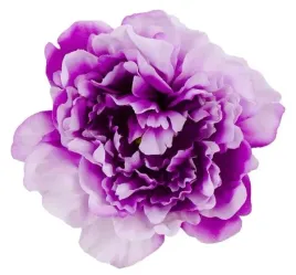 peonia-glowka-duza-purple-white-edge-1750-cm
