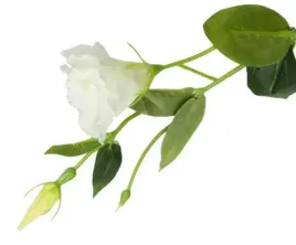eustoma-galazka-cream-sztuczne-kwiaty