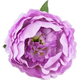 peonia-glowka-kwiat-piwonia-lilac