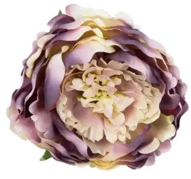 peonia-glowka-kwiat-piwonia-aut-violet-cream
