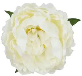 peonia-glowka-kwiat-piwonia-cream