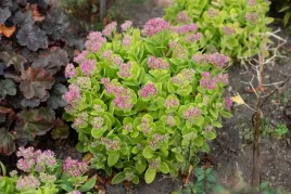 rozchodnik-okazaly-hot-stuff-sedum-spectabile
