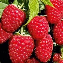 malina-czerwona-canby-jesienna-rubus-idaeus-sadzonki-p9