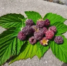malina-purpurowa-glen-coe-rubus-idaeus-rubus-occidentalis-sadzonki-p9