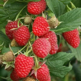 malina-czerwona-vetten-letnia-rubus-idaeus-sadzonki-p9