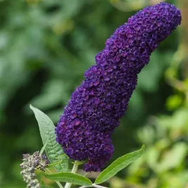 budleja-dawida-black-knight-buddleja-davidii-sadzonki-p9