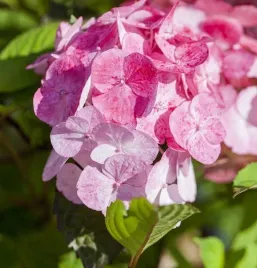 hortensja-pilkowana-preziosa-hydrangea-serrata-sadzonki-p9