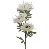 galazka-aster-x3-bialy