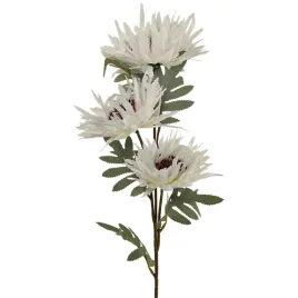 galazka-aster-x3-bialy
