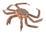 krab-krolewski-collecta