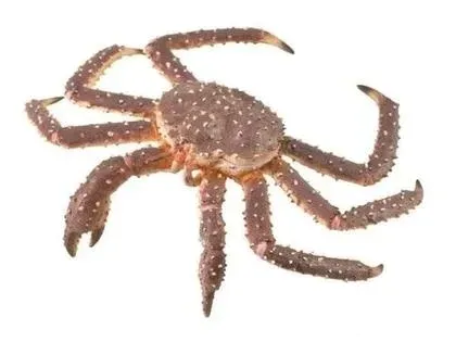 krab-krolewski-collecta