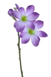 magnolia-galazka-niebiesko-fioletowa