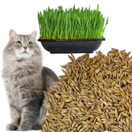 nasiona-25g-trawy-dla-kota-do-wlasnej-produkcji