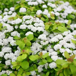 tawula-brzozolistna-tor-uroczy-krzew