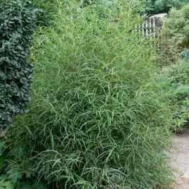kruszyna-pospolita-asplenifolia-zielony-krzew