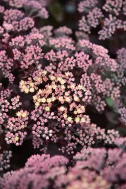 rozchodnik-ogrodowy-globe-yellow-sedum-hybridum