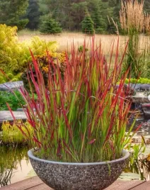 imperata-cylindrica-red-baron-p9-sadzonka-05l