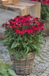 jezowka-sun-magic-vintage-ruby-c2-sadzonka-2l
