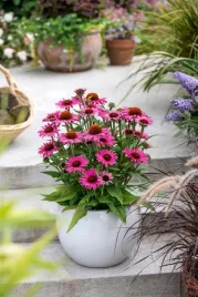jezowka-dark-pink-pearl-czarny-jez-piekne-rozowe-kwity-c2-sadzonki-2l