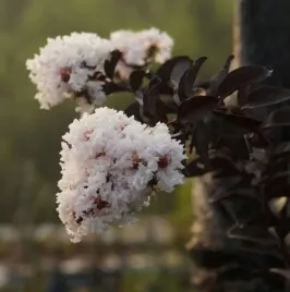 lagerstroemia-indyjska-pure-white-p12-sadzonka-1l