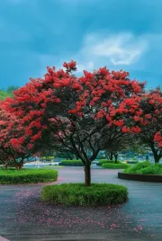lagerstroemia-indyjska-crimson-red-p9-sadzonka-05l