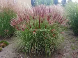 miskant-chinski-red-chief-ciemnorozowe-kwiaty-c2