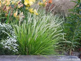sesleria-jesienna-zimozielona-trawa-ozdobna-c2
