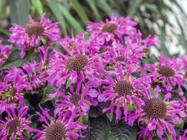 pysznoglowka-bee-your-bee-preety-niska-odporna-p9