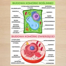budowa-komorki-roslinna-i-zwierzeca-plansza-plakat-a3