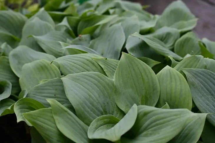 funkia-fragrant-blue-hosta-hybrid-producent-greenflora