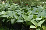 funkia-fragrant-blue-hosta-hybrid-rodzaj-rosliny-inny-producent-greenflora