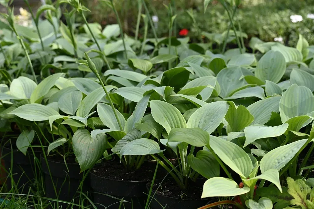funkia-fragrant-blue-hosta-hybrid