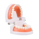 edukacyjny-model-zebow-dentystycznych