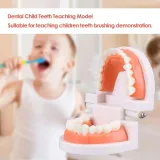 edukacyjny-model-zebow-dentystycznych-stan-nowy