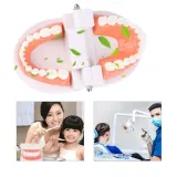 edukacyjny-model-zebow-dentystycznych-stan-nowy-kod-producenta-pio81240as