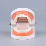 edukacyjny-model-zebow-dentystycznych-kod-producenta-pio81240as-model-edukacyjny-model-zebow-dentystycznych