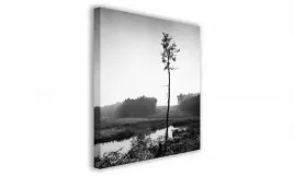 obraz-na-plotnie-093-sosna-40x40cm