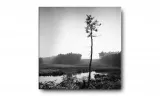 obraz-na-plotnie-093-sosna-40x40cm-stan-nowy