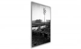 obraz-na-szkle-prostokatny-70x100cm-093-sosna