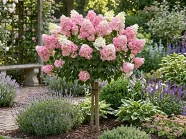 hortensja-bukietowa-pinkachu-na-pniu-80cm-c3