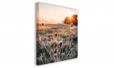 obraz-na-plotnie-075-oset-50x50cm