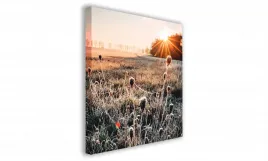 obraz-na-plotnie-075-oset-50x50cm