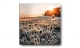 obraz-na-plotnie-075-oset-50x50cm-stan-nowy