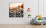 obraz-na-plotnie-075-oset-50x50cm-szerokosc-cm-41-50
