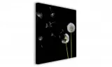 obraz-na-plotnie-015-dmuchawce-60x60cm