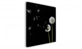 obraz-na-plotnie-015-dmuchawce-60x60cm