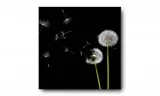 obraz-na-plotnie-015-dmuchawce-60x60cm-stan-nowy
