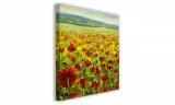 obraz-na-plotnie-059-maki-70x70cm