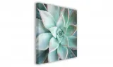 obraz-na-plotnie-098-sukulent-70x70cm